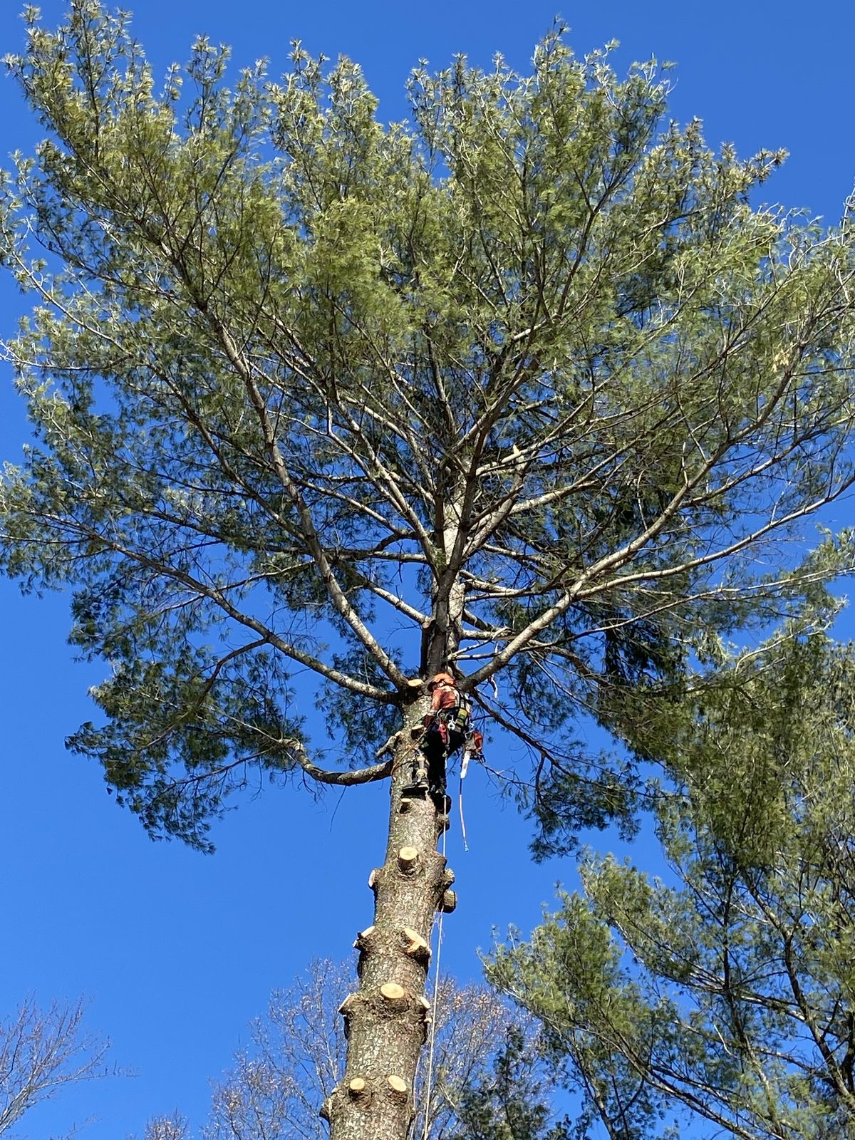 Tree Care